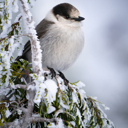 A Grey Jay kind of day