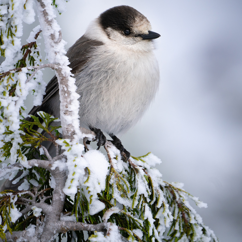 A Grey Jay kind of day