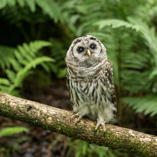 Little Owl in a Big World