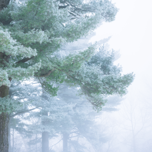 Frost Giants