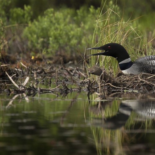 Loon on Her Nest