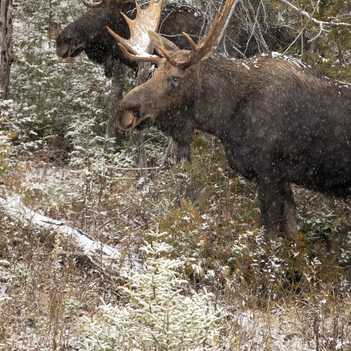 Twin Bull Moose