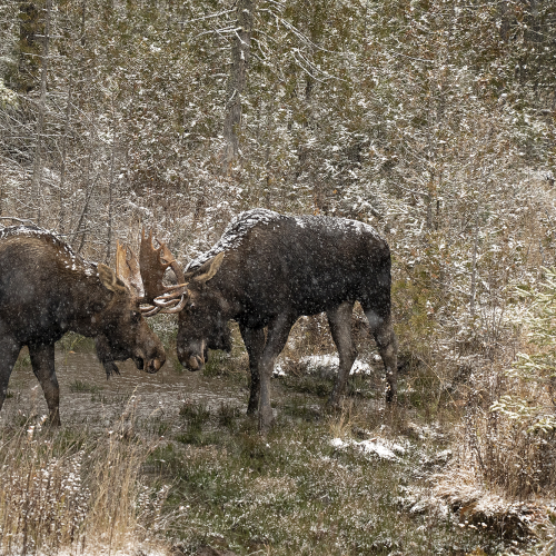 Twin Bull Moose