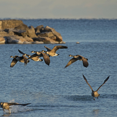 Canada Geese in flight