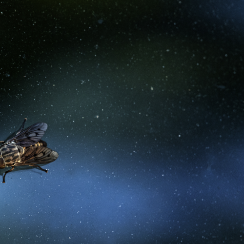 Fly In Space