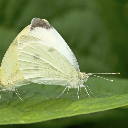 White cabbage butterflies 