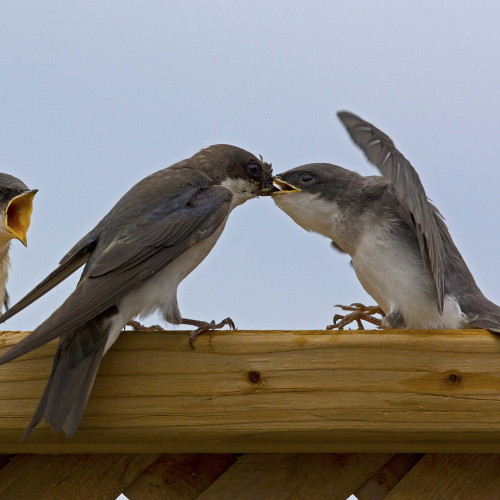 Swallow envy 