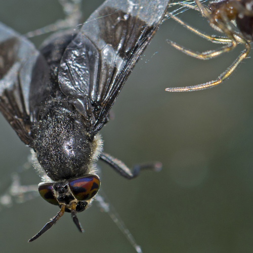 Orb weaver Versus deer fly
