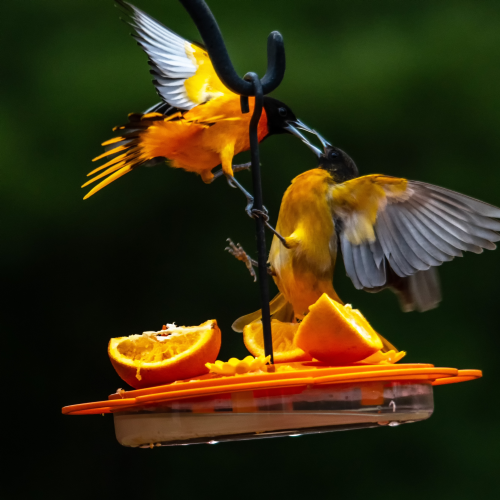 Male and Female Orioles  fighting for the rights.