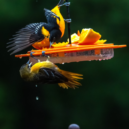 A fight over the oranges.