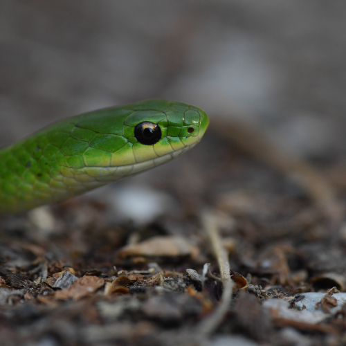 Smooth Green Snake