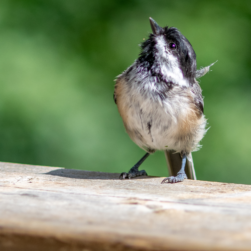 Curious Chickadee