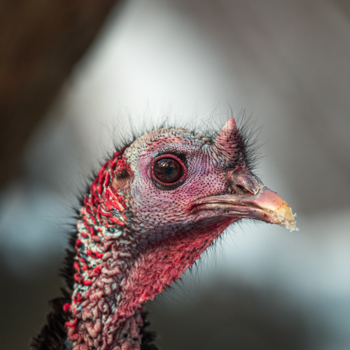 Wild Turkey