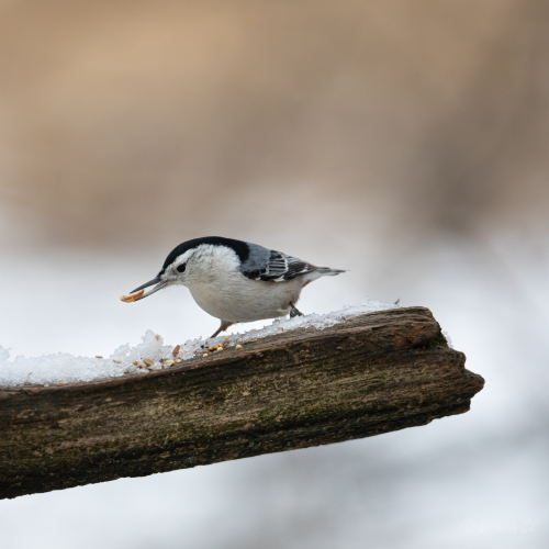 Mini Tree Ninja - The Nuthatch