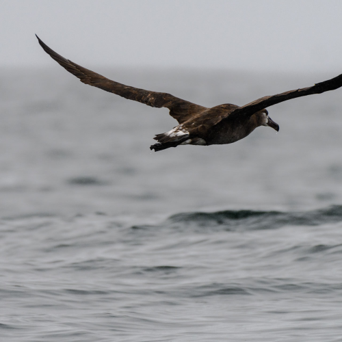 Skimming the waves