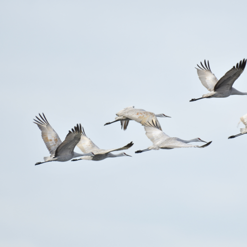 Sandhill Cranes in flight