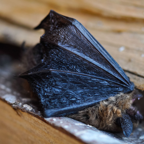 Refuge in the woodpile