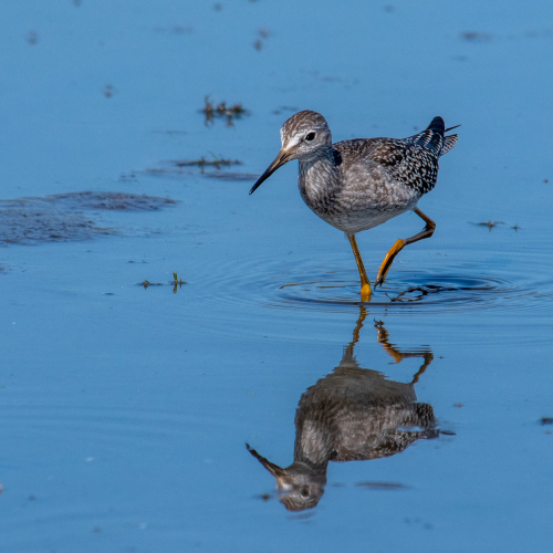 Sandpiper reflection