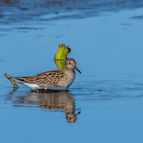 Tiny Sandpiper 