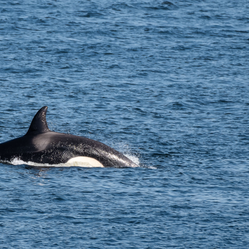 Killer Whale in pursuit of a Surf Scoter
