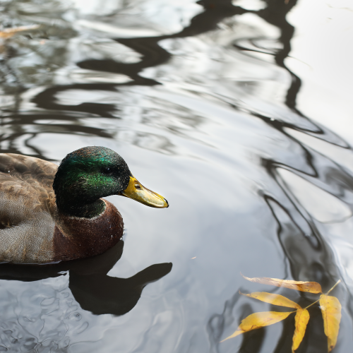 Like water off a duck's back!