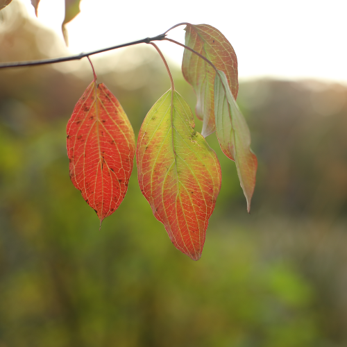 Fall foliage