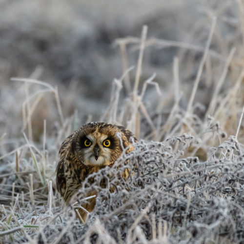 Short-eared Owl hiding out in the long grass
