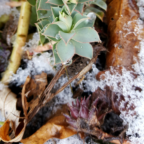 Succulents in snow