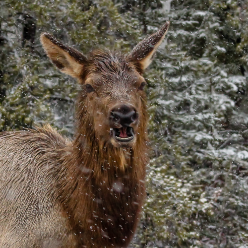 Elk In Snow