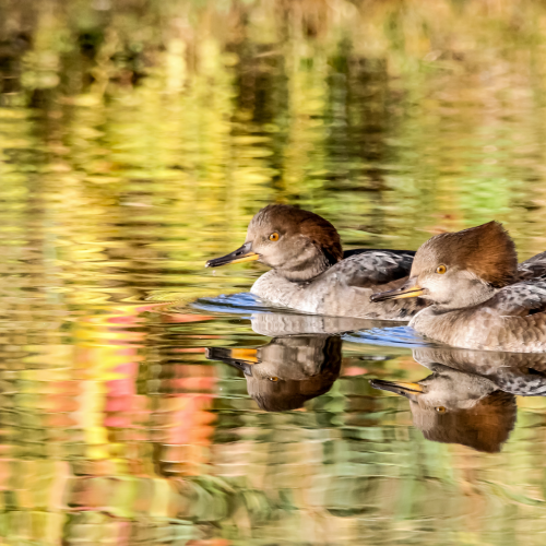 Merganser Wonderland