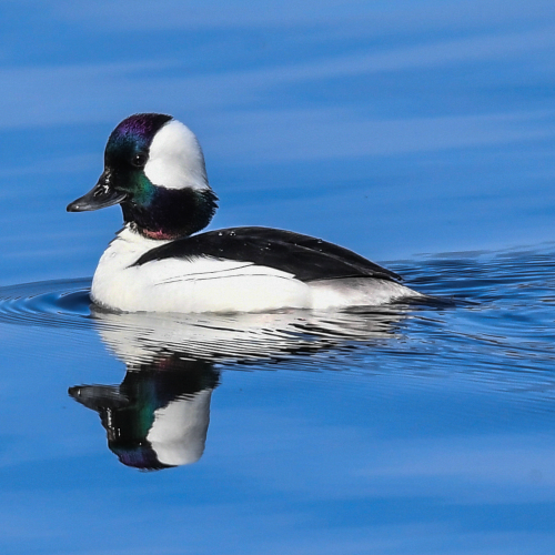 Bufflehead Drake