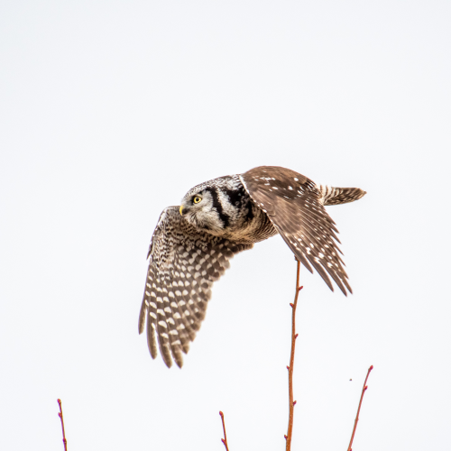 Flying low.