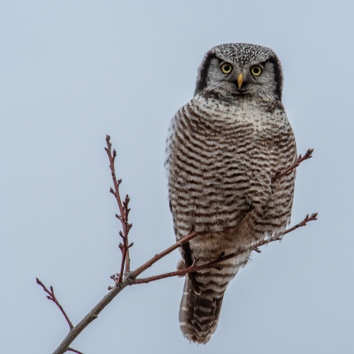 Yes, that is blood on my beak!