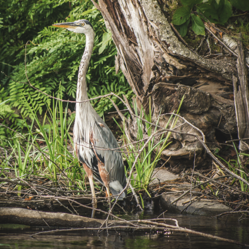 The Great Blue Heron 