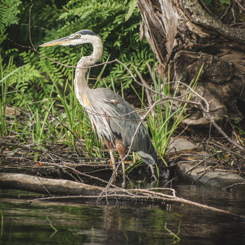 The Great Blue Heron 