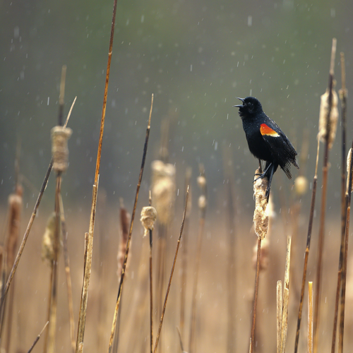 Singing in the Rain