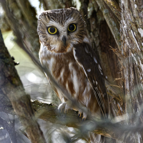 Saw-whet Owl