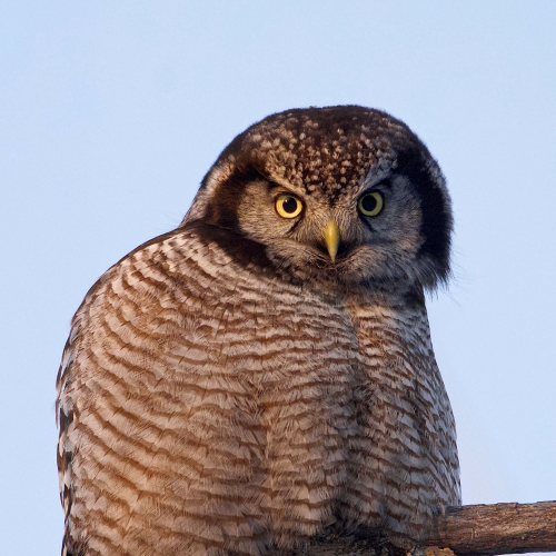 Northern Hawk Owl