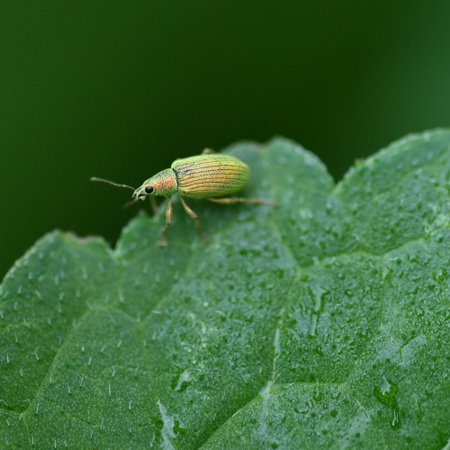 Iridescent Weevil