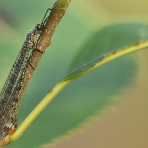 Antlion