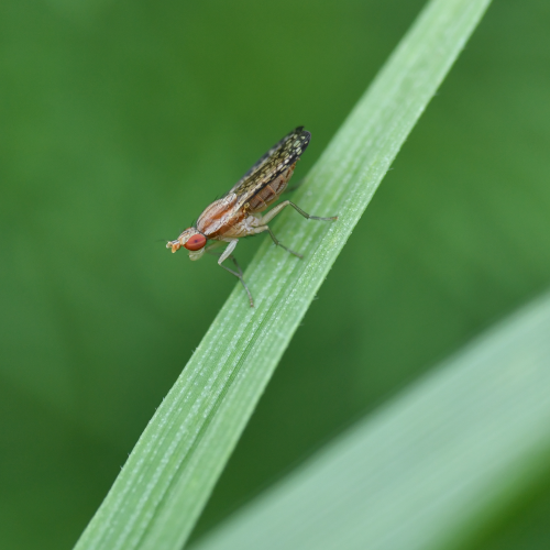Picture Winged Fly