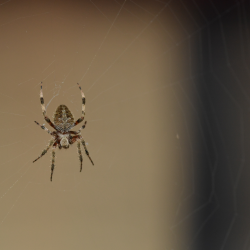 Early Morning Surprise