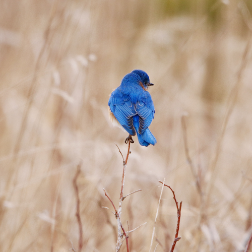 Eastern Bluebird