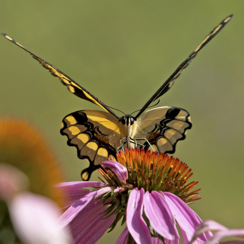 Giant swallowtail butterfly 