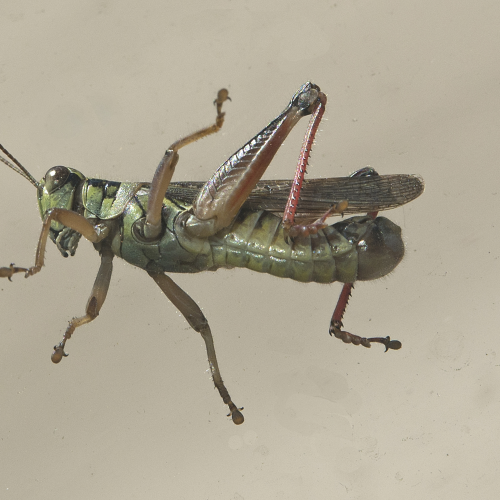 Grasshopper