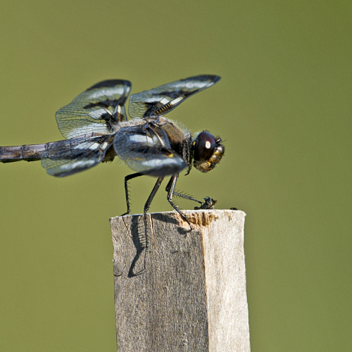 Male 12 spotted dragonfly