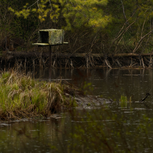 Natural pond