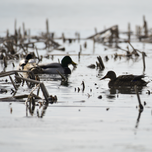 Mallards