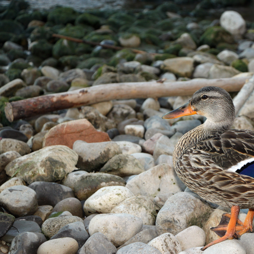 Ducks on the rocks