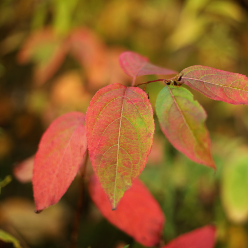 fall foliage